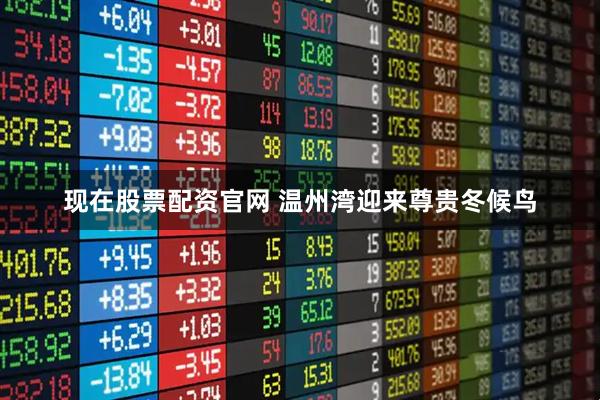 现在股票配资官网 温州湾迎来尊贵冬候鸟