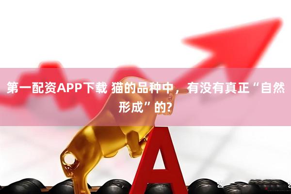 第一配资APP下载 猫的品种中，有没有真正“自然形成”的?